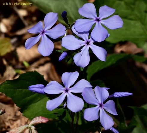 {Phlox divaricata}